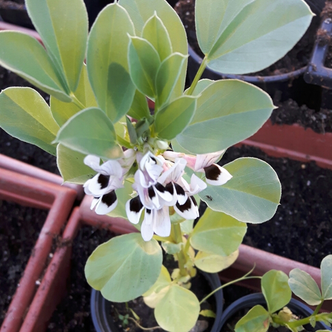 Plant image Vicia faba 'Giant Exhibition Longpod'