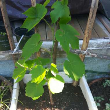 Green Seedless Grape Vine 'Himrod'