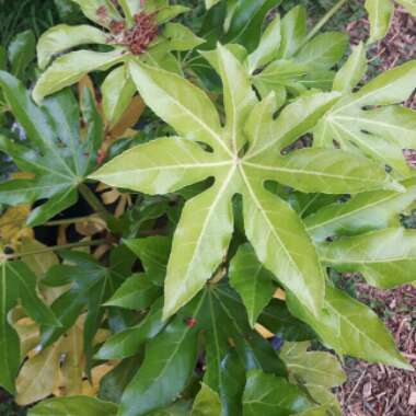 Japanese Aralia 'Annelise'