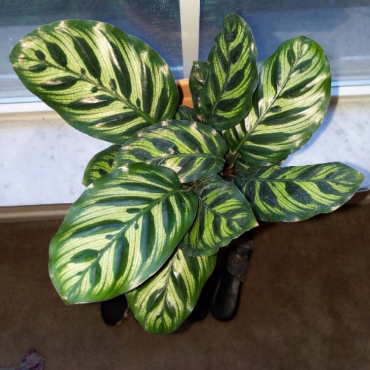 Plant image Calathea Insignis