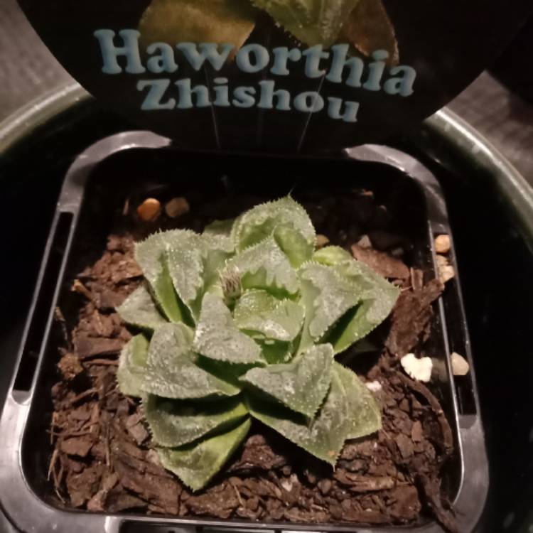 Plant image Haworthia Zhishou