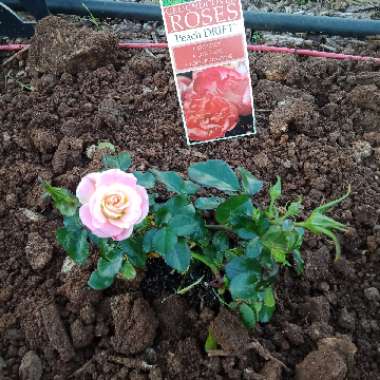 Rosa