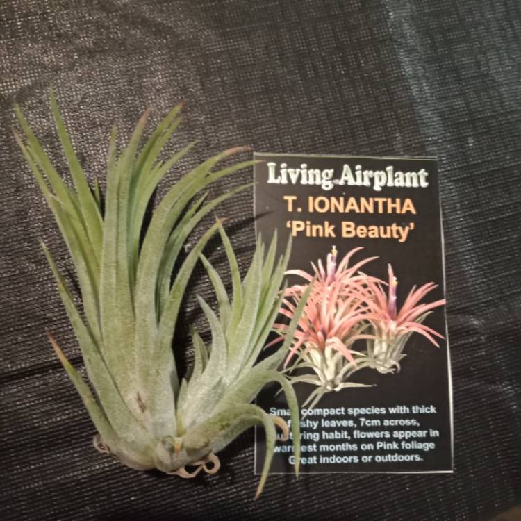 Plant image Tillandsia 'Pink Beauty'