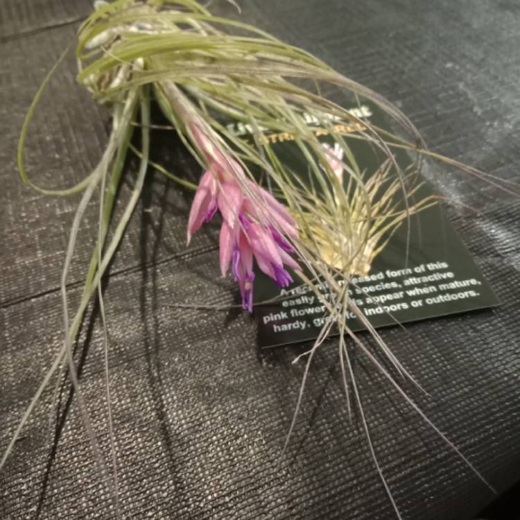 Plant image Tillandsia stricta