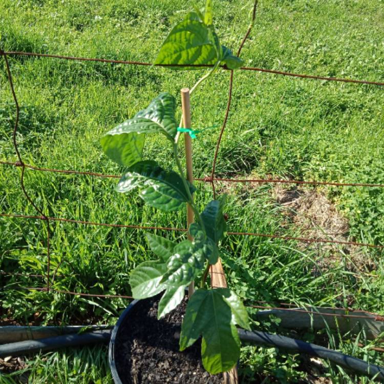 Plant image Passiflora edulis 'Nellie Kelly'