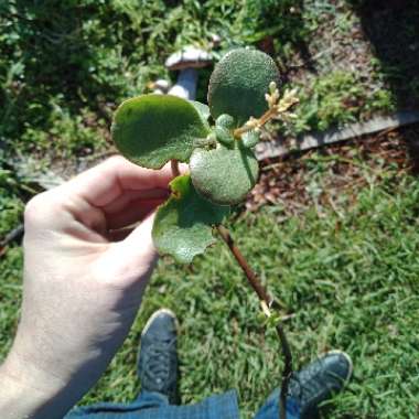 Crassula ovata 'Arborescens'