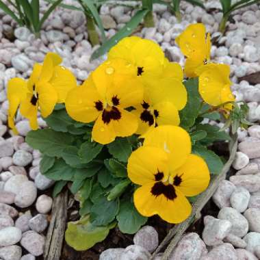 Viola x wittrockiana 'Yellow Blotch'