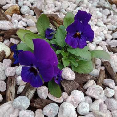 Viola x wittrockiana