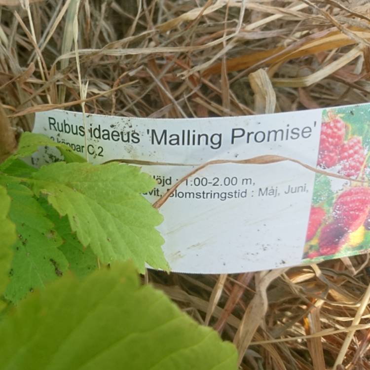 Plant image Rubus Idaeus 'Malling Promise'