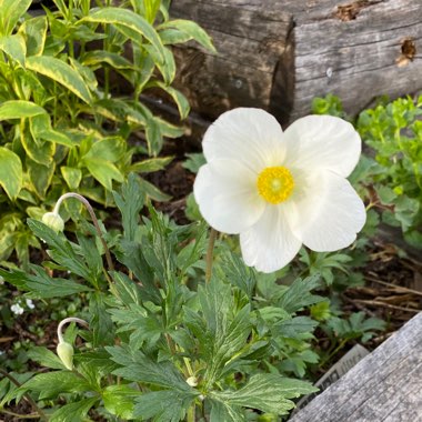 Wood anemone