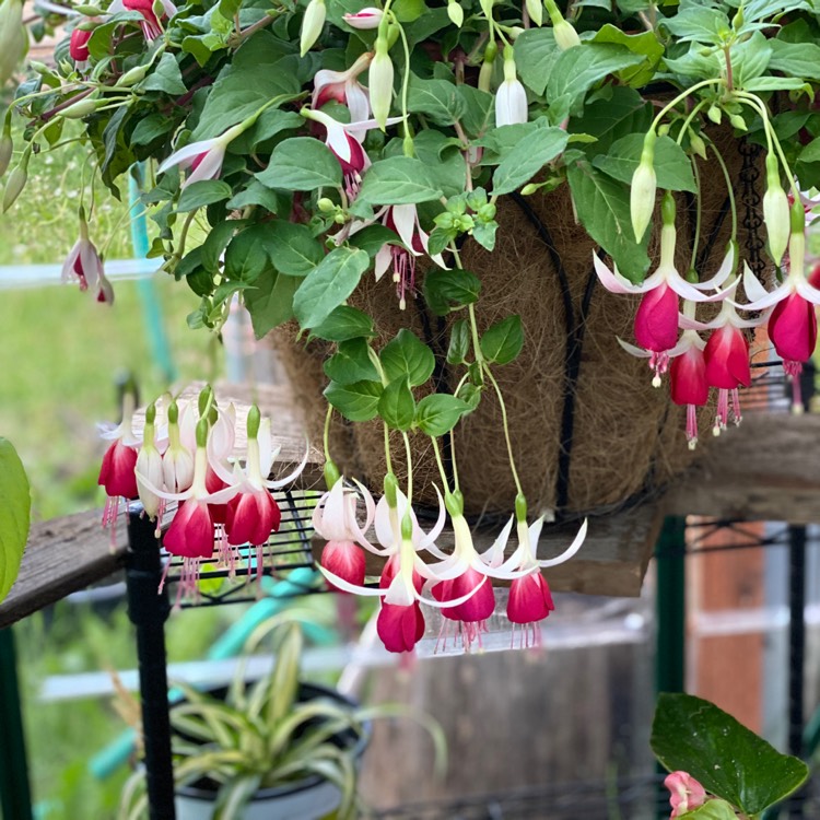 Plant image Fuchsia 'Swingtime'