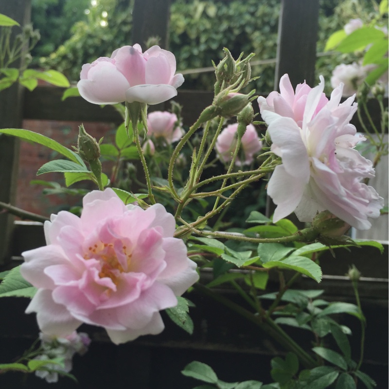 Rose 'Paul's Himalayan Musk' (Rambler)