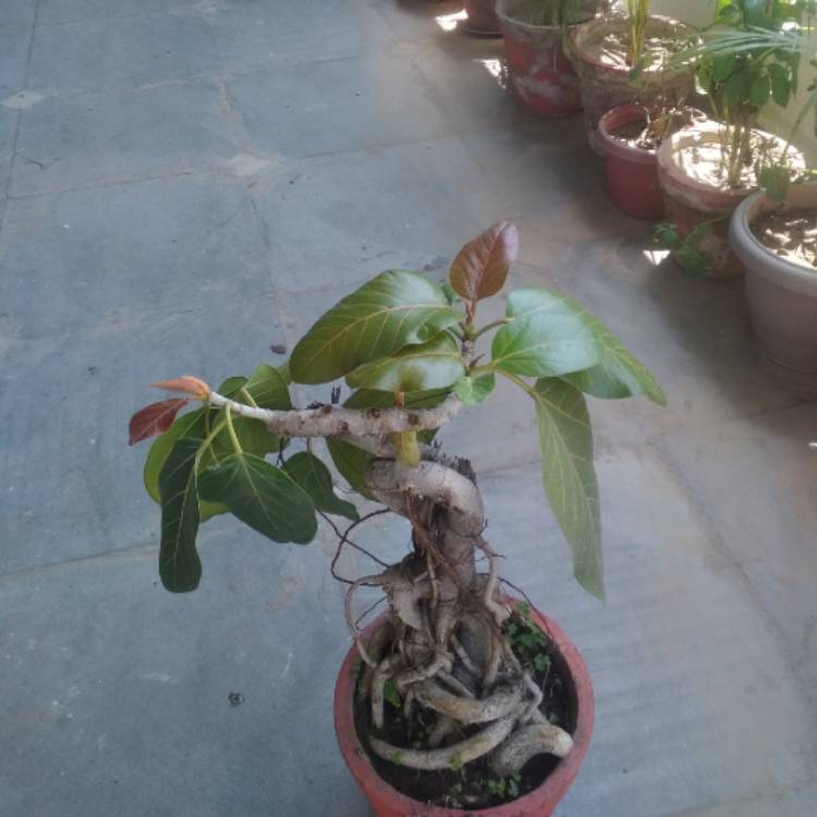 Plant image Ficus benghalensis