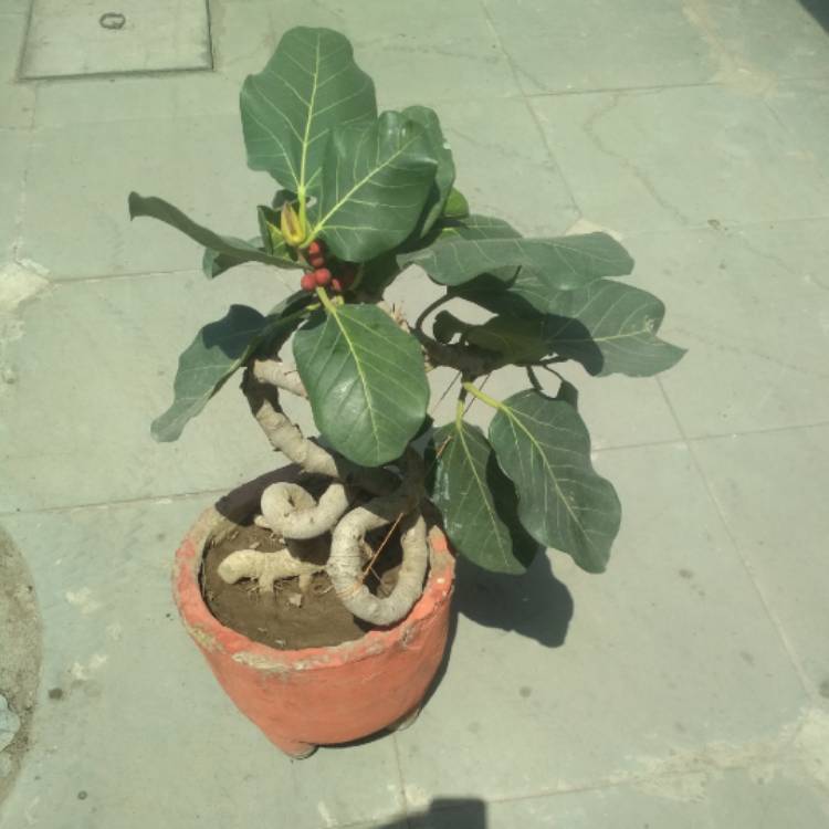 Plant image Ficus benghalensis