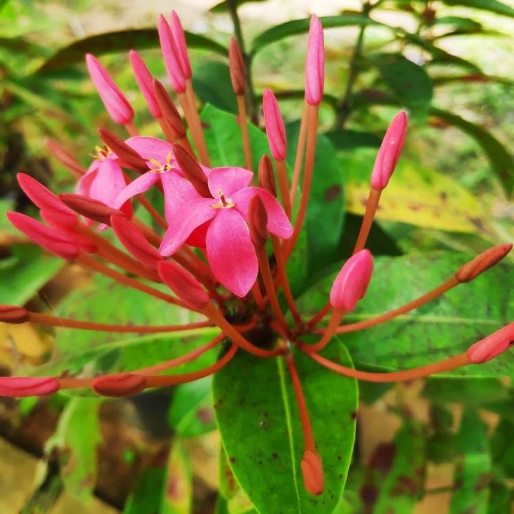 Plant image Ixora 'Coral Fire'