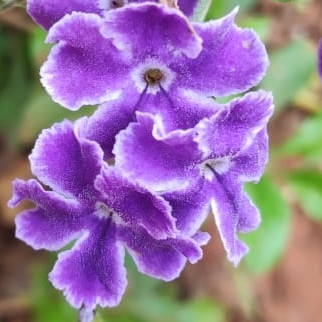 Plant image Duranta