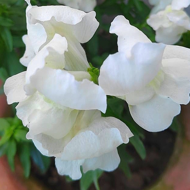 Plant image Antirrhinum majus 'Sonnet White' (Sonnet Series)