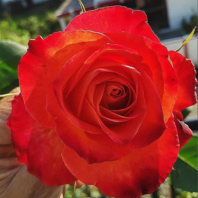 Plant image Rosa 'Scarlet Queen Elizabeth'