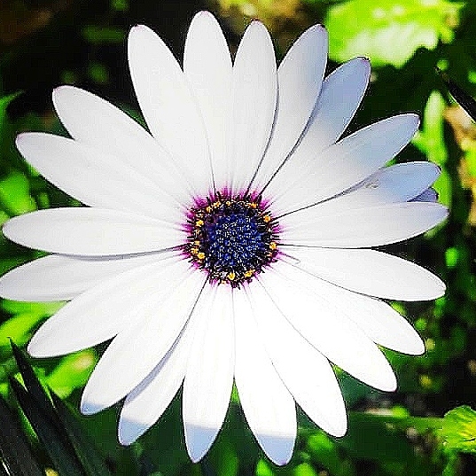 Plant image Osteospermum Ecklonis 'Akila White Purple Eye'