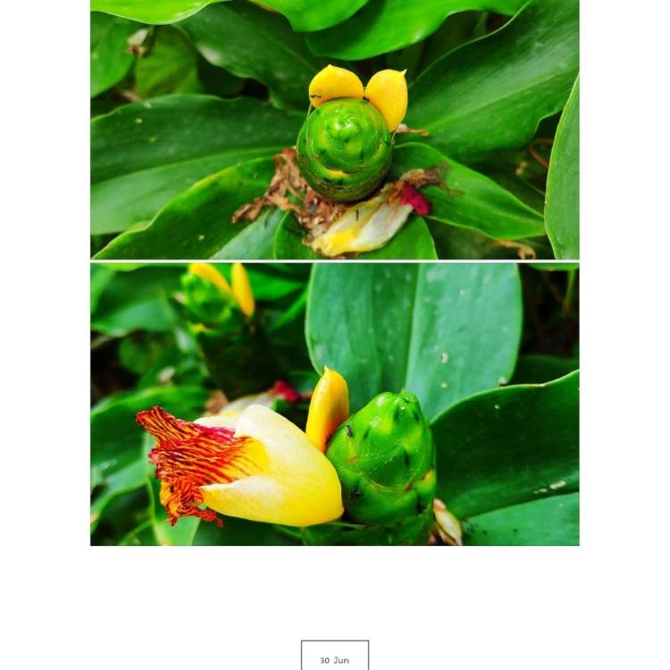 Plant image Costus Igneus