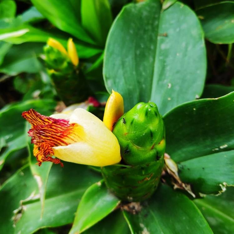 Plant image Costus Igneus