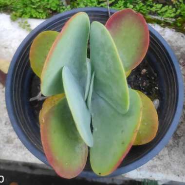 Kalanchoe luciae 'Flapjack'