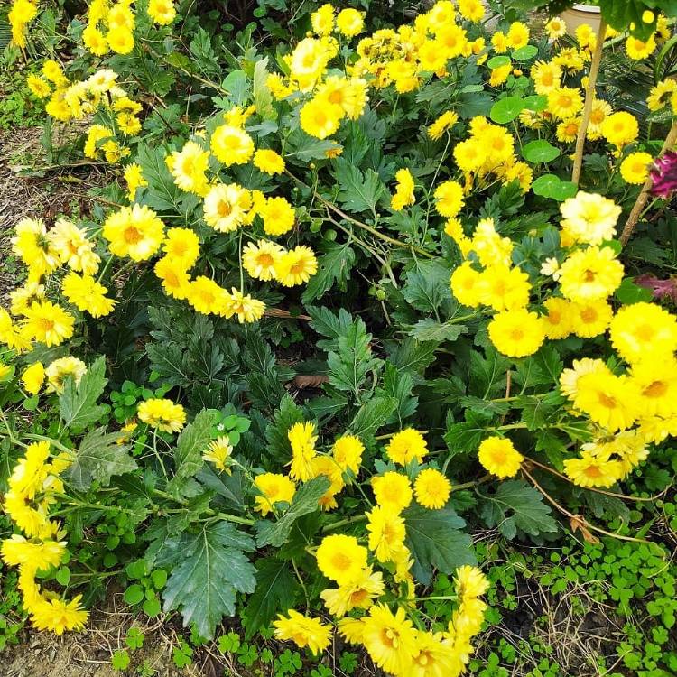 Plant image Chrysanthemum x morifolium 'Yochesapeake'(CHESAPEAKE™) PP12535