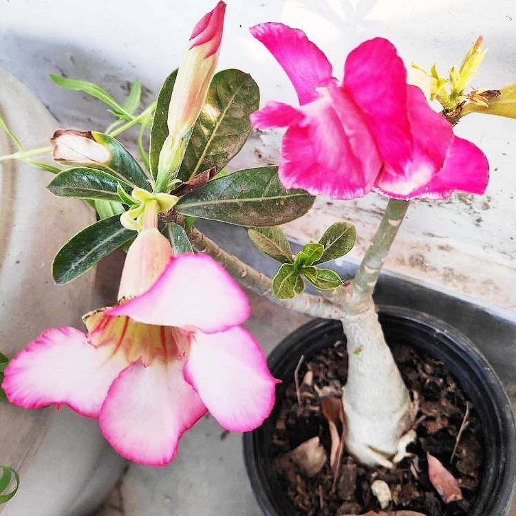 Plant image Adenium Obesum New Rainbow