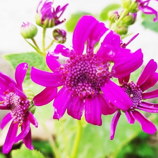 Plant image Cineraria cruentus syn Senecio cruentus