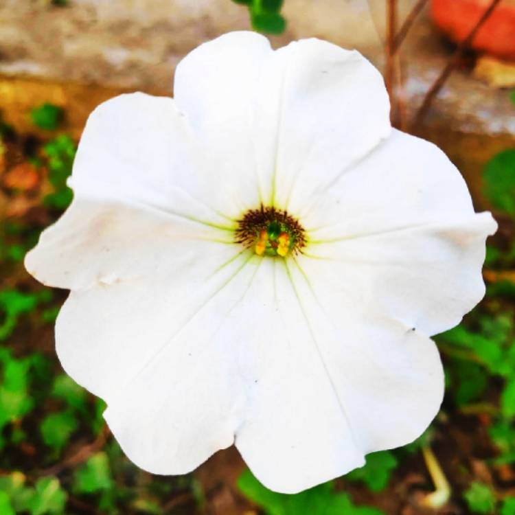 Plant image Petunia 'SunPassion™ White'