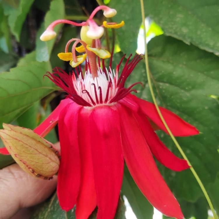 Plant image Passiflora Coccinea