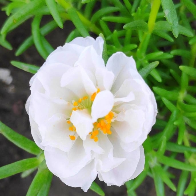 Plant image Portulaca grandiflora 'White'