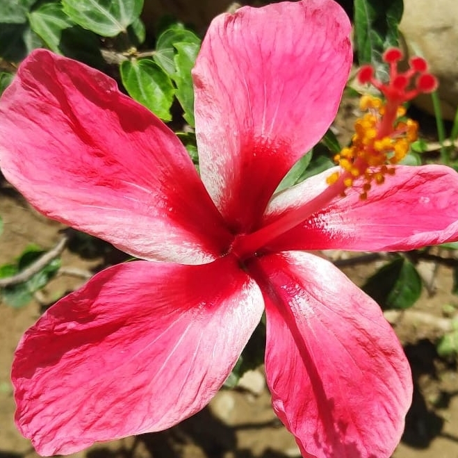 Plant image Hibiscus lunariifolius