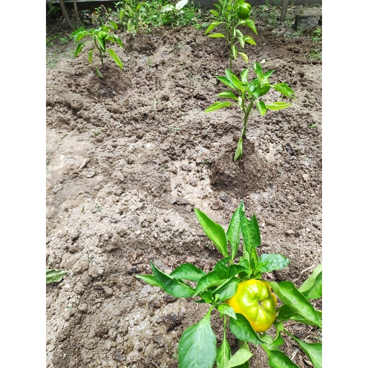 Plant image Capsicum annuum 'Golden Bell'