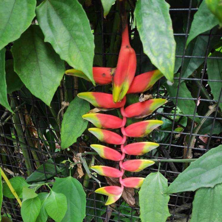 Plant image Heliconia rostrata 