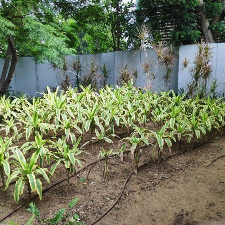 Plant image Dracaena fragrans 'Golden Coast'