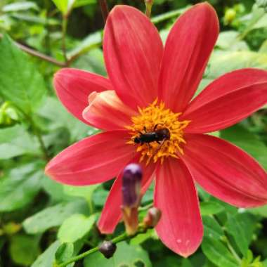 Dahlia (Species) Scarlet Dahlia