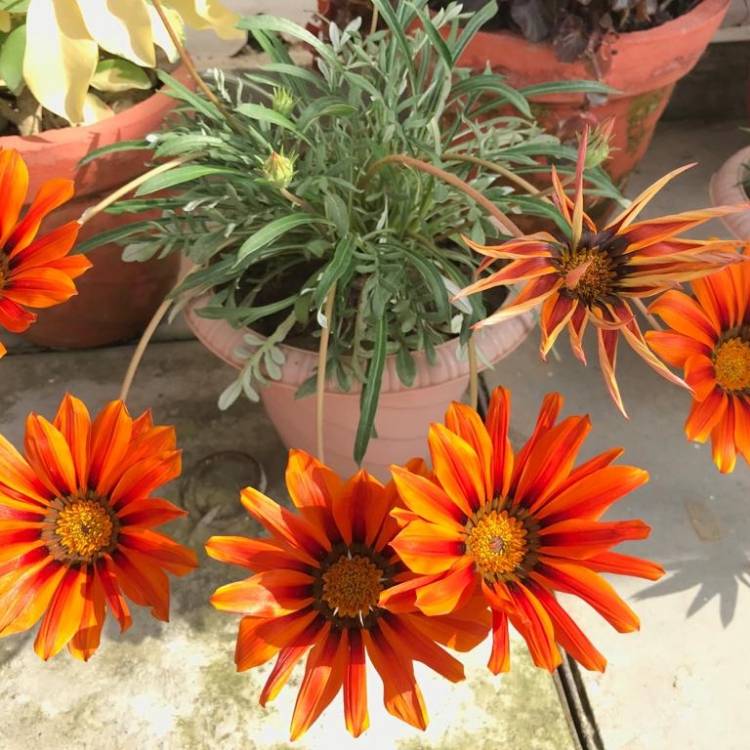 Plant image Gazania Rigens 'Gazoo Red'