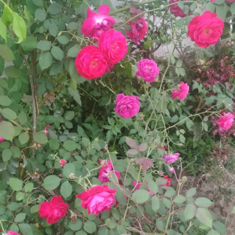 Plant image Rosa indica