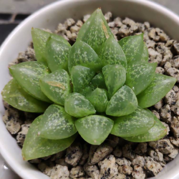 Plant image Haworthia Reticulata