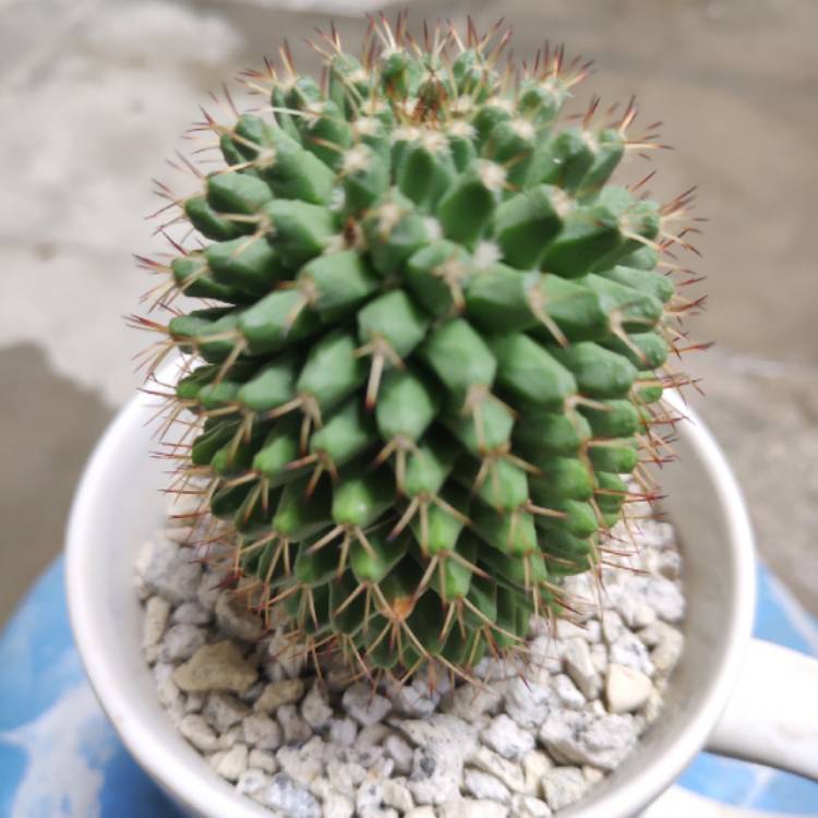 Plant image Mammillaria Compressa