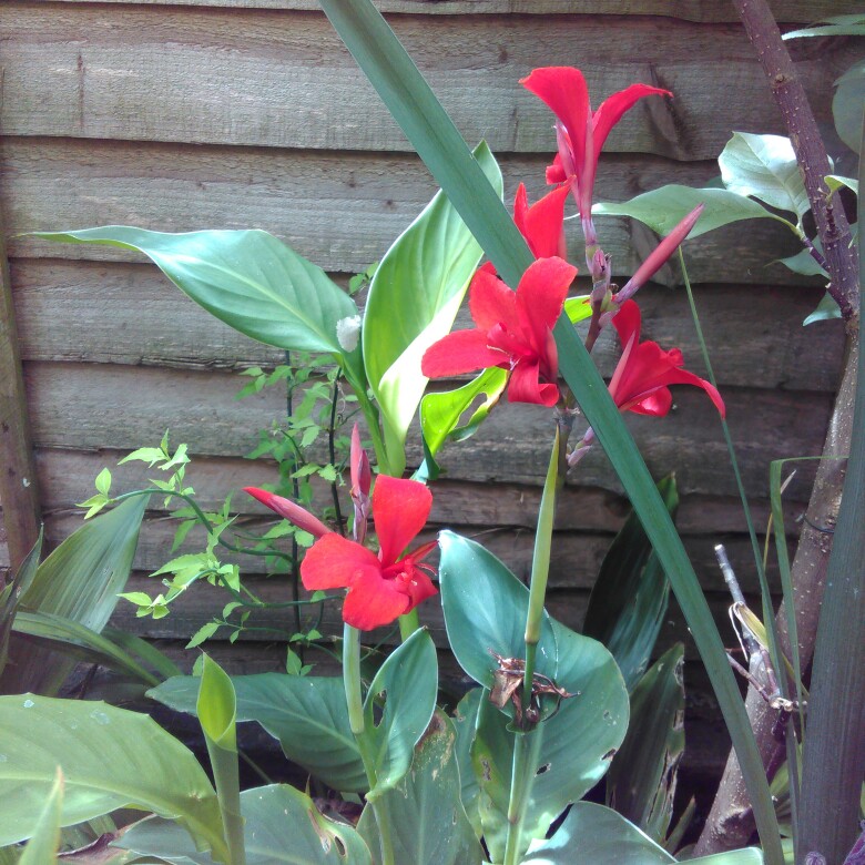 Plant image Canna 'President' syn. Canna 'Fireside'