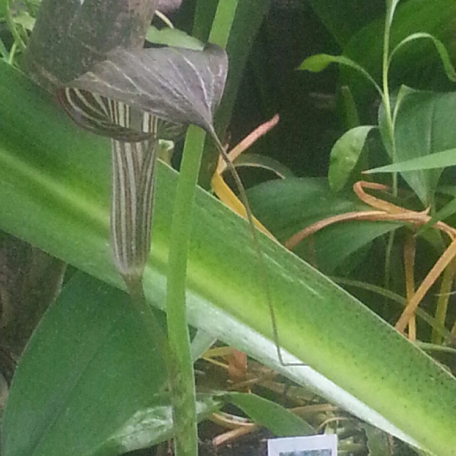 Plant image Arisaema candidissimum