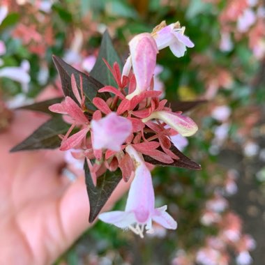 Glossy Abelia