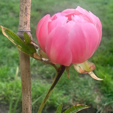 Peony 'Scarlet Heaven' (Intersectional)