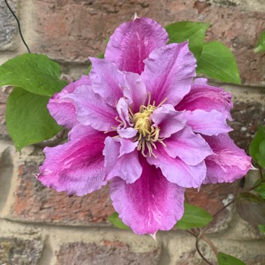 Clematis