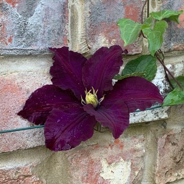 Clematis 'Zojapur'