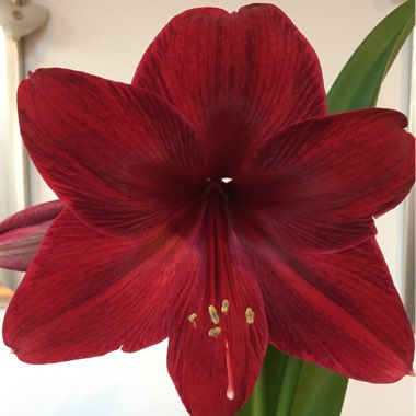 Hippeastrum