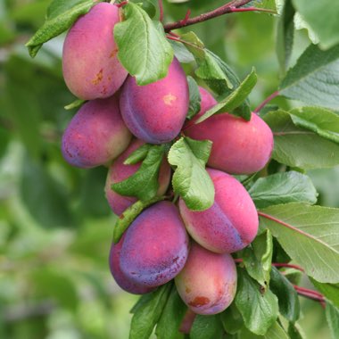 Plum 'Victoria'