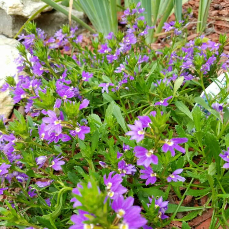 Plant image Scaevola aemula